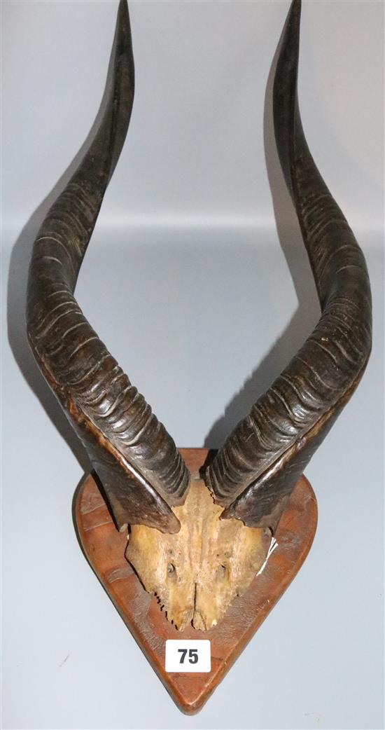 Pair mounted horns